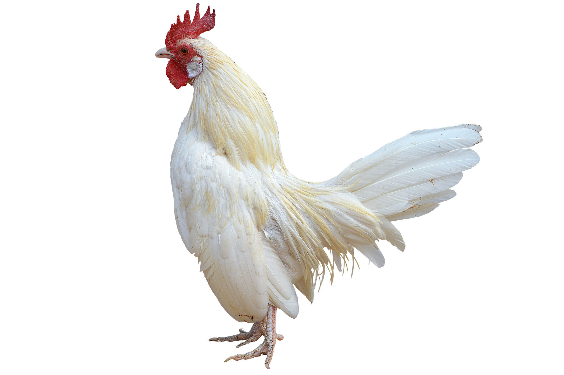 chicken-image